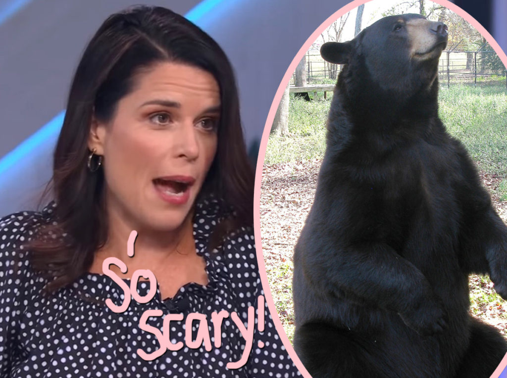 neve-campbell-attacked-by-bear-story-doodle-1024x764