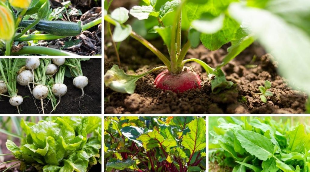 Grow organic vegetables