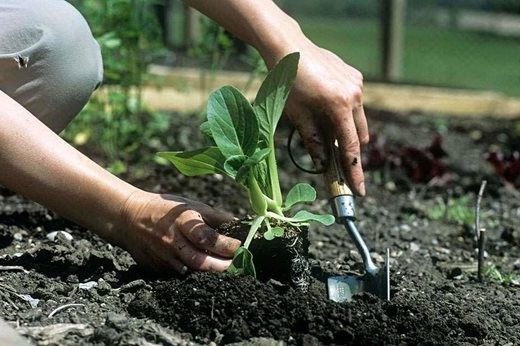 how to grow vegetables