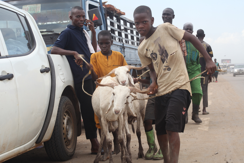 Buyers in last-minute rush for Sallah rams lament exorbitant costs1