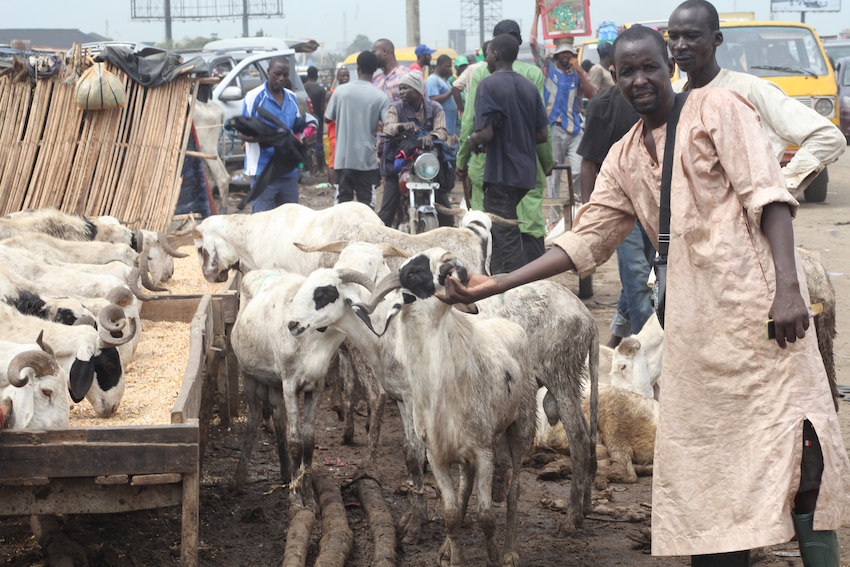 EID SALES007
Cows and rams on sales, as Muslims prepare for the celebration of Eid-El-Kabir, at the Kara cattle market, Isheri, Ogun State