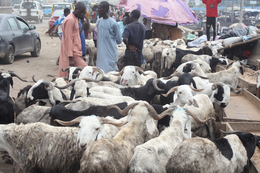 eid sallah ram cow sale