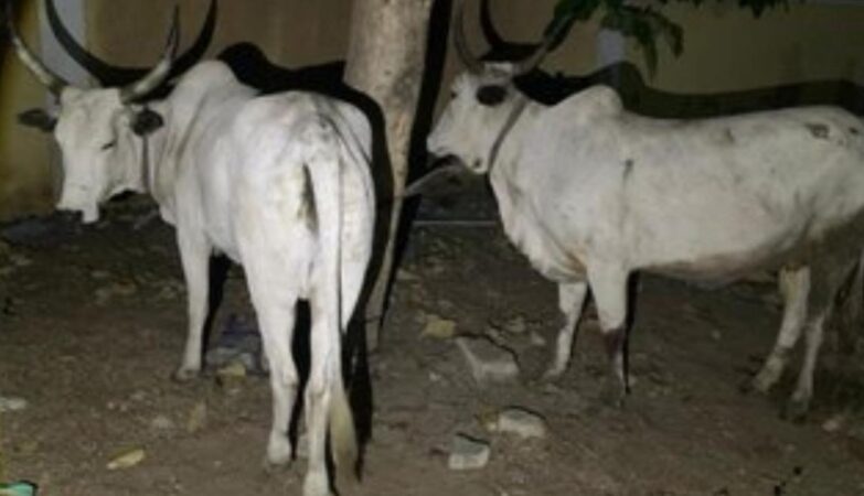 sr file 2026 03 16T144227.097