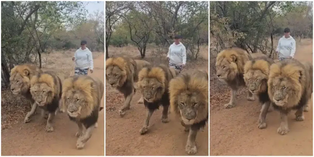 Brave Woman Takes Stroll with 3 Majestic Lions, Causes Online Buzz 1 Brave Woman Takes Stroll with 3 Majestic Lions, Causes Online Buzz