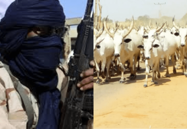 Bandits Trigger Panic, Demand 700 Cows and 1,000 Sheep from Katsina Villages 2 image 14