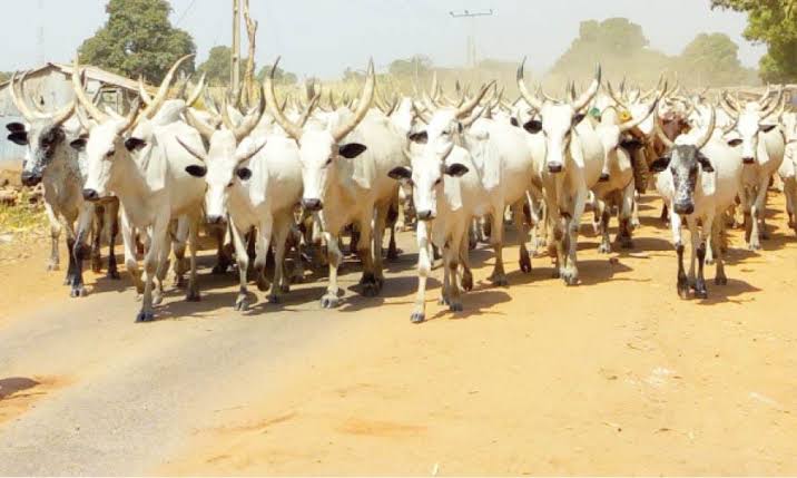 Six-Day Ultimatum as Bandits Demand 700 Cattle and 1,000 Sheep from Residents 2 image 267