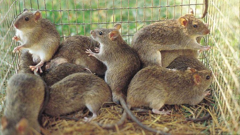 Lassa Fever Outbreak Spreads Across Nigeria, Here’s How To Stay Safe 2 image 274